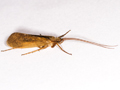 Limnephilus politus